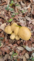 Xerocomellus dryophilus