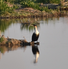 Phalacrocorax carbo lucidus