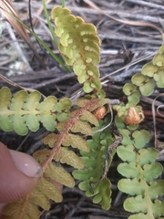 Asplenium capense