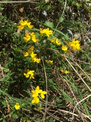 Lotus corniculatus
