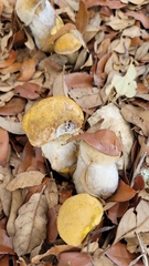 Xerocomellus dryophilus