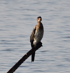 Phalacrocorax carbo lucidus