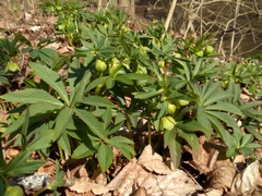 Helleborus viridis