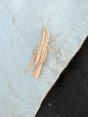 Euchorthippus pulvinatus