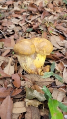 Xerocomellus dryophilus