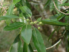 Photinia niitakayamensis