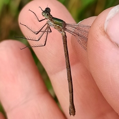 Lestes barbarus