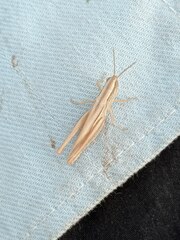 Euchorthippus pulvinatus