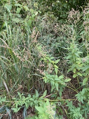 Desmodium canadense