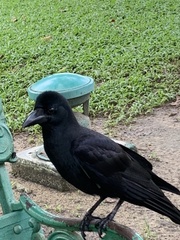 Corvus macrorhynchos levaillantii