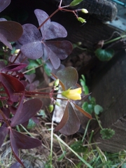 Oxalis stricta rufa