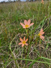 Moraea miniata