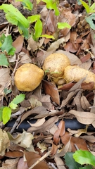 Xerocomellus dryophilus