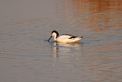 Recurvirostra avosetta