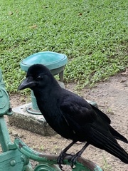 Corvus macrorhynchos levaillantii