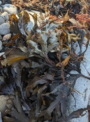 Fucus serratus