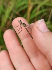 Lestes barbarus