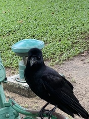 Corvus macrorhynchos levaillantii