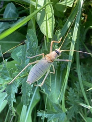 Ephippiger ephippiger