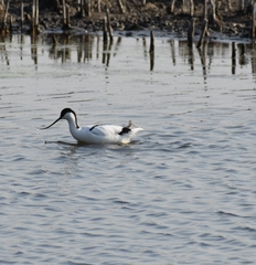 Recurvirostra avosetta