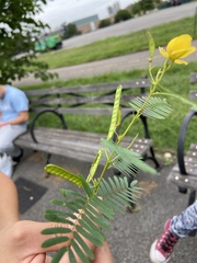 Chamaecrista fasciculata