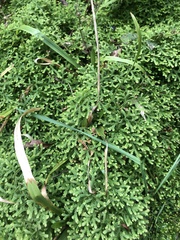 Selaginellaceae