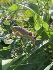 Ephippiger ephippiger