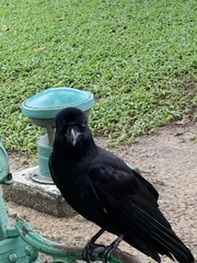 Corvus macrorhynchos levaillantii