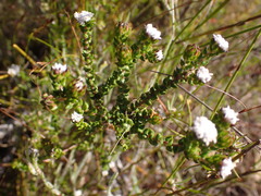 Phylica debilis