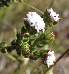 Phylica debilis