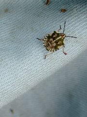 Carpocoris fuscispinus