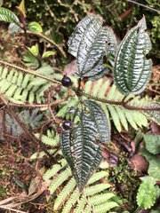 Miconia australis