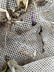 Tingidae