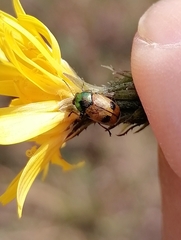 Cryptocephalus laetus