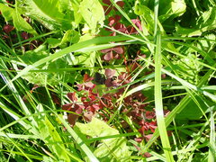 Oxalis stricta rufa