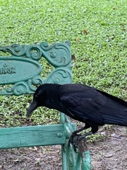 Corvus macrorhynchos levaillantii