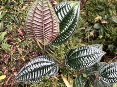 Miconia australis