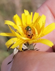 Cryptocephalus laetus