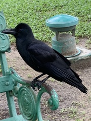 Corvus macrorhynchos levaillantii