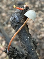 Mycena crocata
