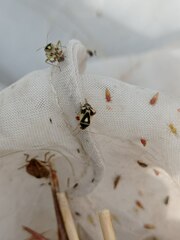 Liocoris tripustulatus