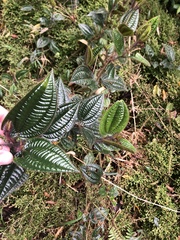 Miconia australis