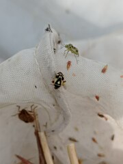 Liocoris tripustulatus