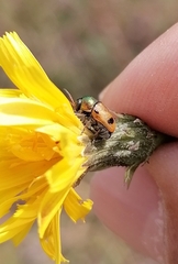 Cryptocephalus laetus