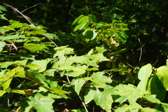 Acericecis ocellaris