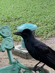 Corvus macrorhynchos levaillantii