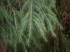 Picea morrisonicola