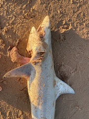 Carcharhinus limbatus