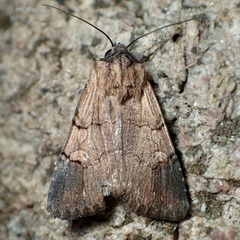 Dichagyris grotei