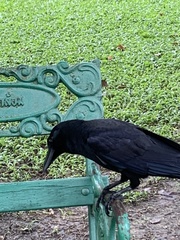 Corvus macrorhynchos levaillantii